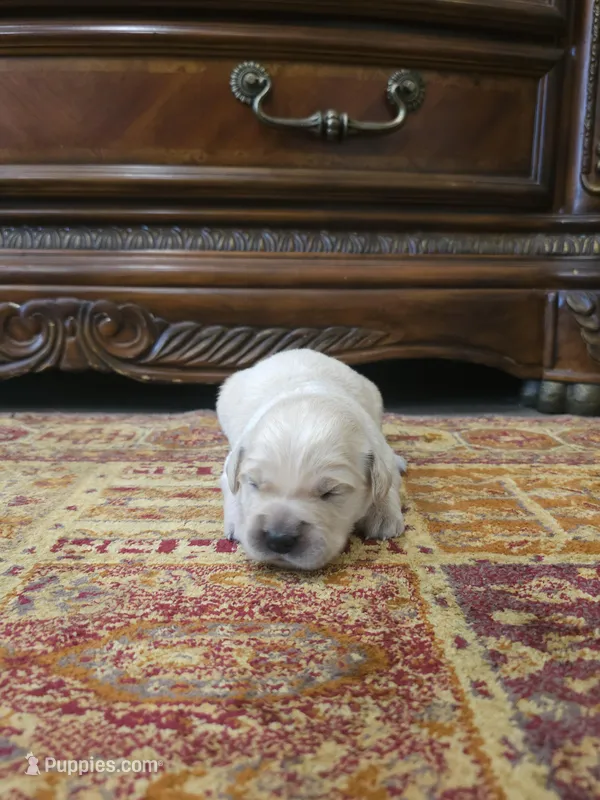 Buddy – Golden Retriever puppy for sale in Elverta, CA