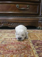Buddy, a male Golden Retriever for sale in Elverta, CA – 1 of 6
