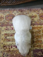 Buddy, a male Golden Retriever for sale in Elverta, CA – 5 of 6