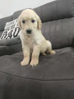 Duke, a male Golden Retriever for sale in Elverta, CA – 4 of 4