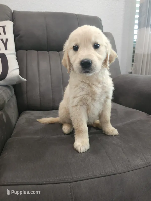Daisy – Golden Retriever puppy for sale in Elverta, CA