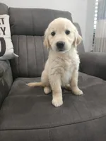 Daisy, a female Golden Retriever for sale in Elverta, CA – 1 of 5