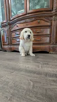 Max, a male English Cream Golden Retriever for sale in Elverta, CA – 2 of 2