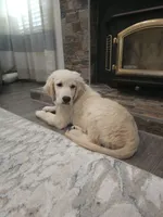 Duke , a male Golden Retriever for sale in Elverta, CA – 8 of 9