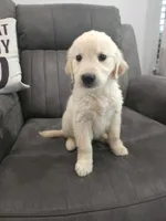 Daisy, a female Golden Retriever for sale in Elverta, CA – 3 of 5