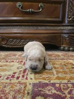 Daisy , a female Golden Retriever for sale in Elverta, CA – 2 of 4