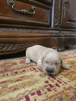 Daisy , a female Golden Retriever for sale in Elverta, CA – 3 of 4