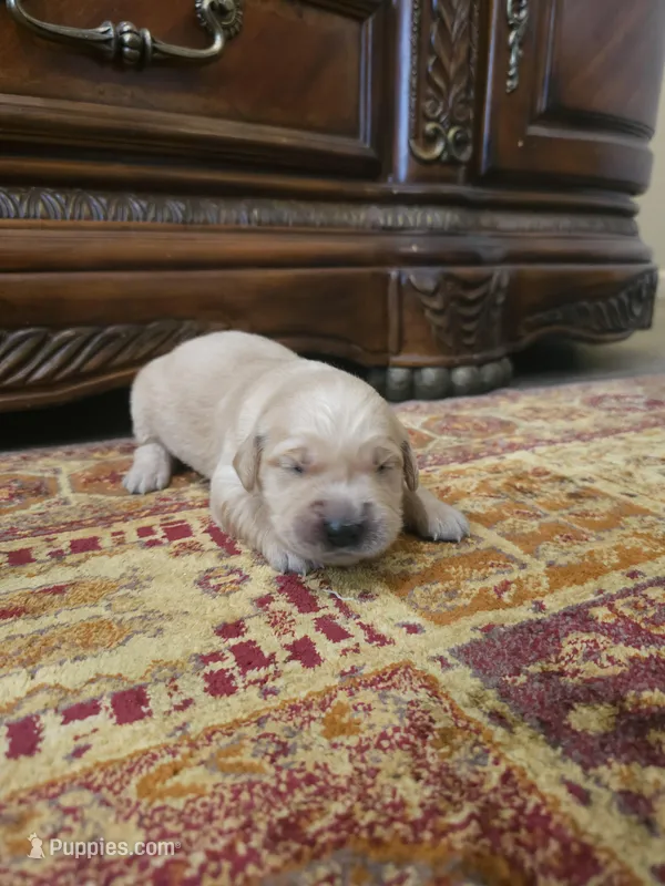 Daisy  – Golden Retriever puppy for sale in Elverta, CA