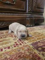 Daisy , a female Golden Retriever for sale in Elverta, CA – 1 of 4