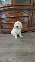 Buddy, a male English Cream Golden Retriever for sale in Elverta, CA – 2 of 4