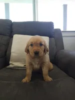 Daisy, a female Golden Retriever for sale in Antelope, CA – 3 of 6