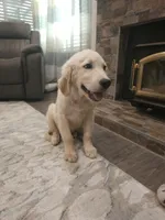 Duke , a male Golden Retriever for sale in Elverta, CA – 6 of 9