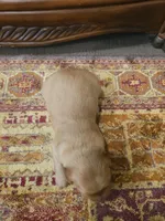 Duke, a male Golden Retriever for sale in Elverta, CA – 3 of 4