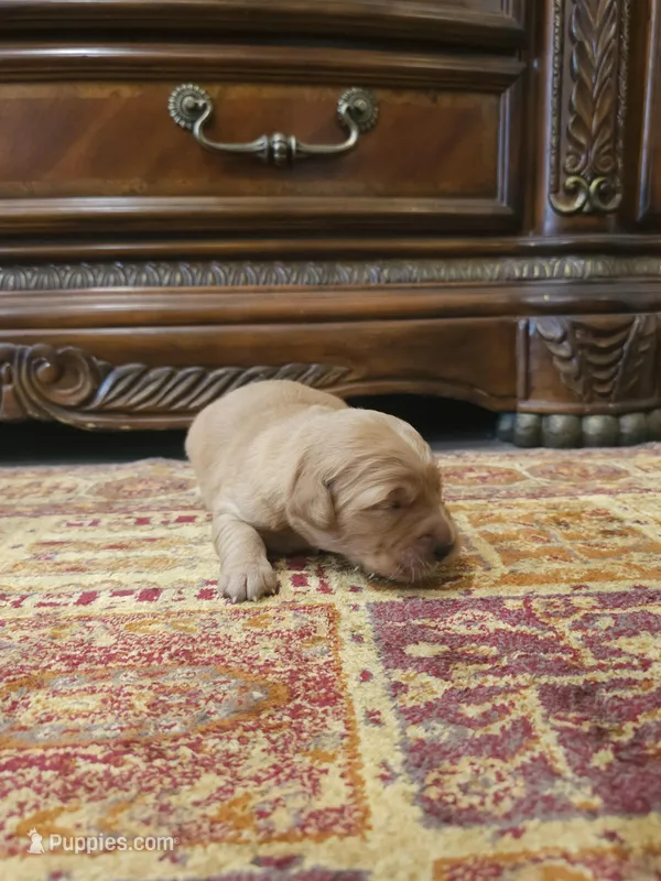 Duke – Golden Retriever puppy for sale in Elverta, CA