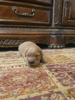 Duke, a male Golden Retriever for sale in Elverta, CA – 2 of 4