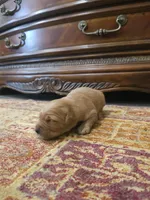 Duke, a male Golden Retriever for sale in Elverta, CA – 4 of 4