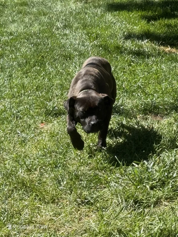Rogue – American Pit Bull Terrier, Cane Corso puppy for sale in Baltimore, MD