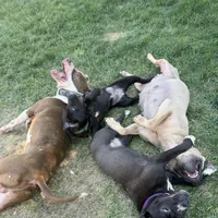 Rogue, a female American Pit Bull Terrier and Cane Corso for sale in Baltimore, MD – 6 of 6
