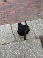 Rogue, a female American Pit Bull Terrier and Cane Corso for sale in Baltimore, MD – 2 of 6