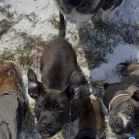 Rogue, a female American Pit Bull Terrier and Cane Corso for sale in Baltimore, MD – 5 of 6