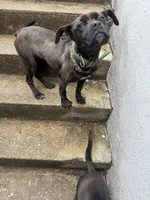 Rogue, a female American Pit Bull Terrier and Cane Corso for sale in Baltimore, MD – 3 of 6