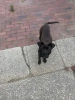Rogue, a female American Pit Bull Terrier and Cane Corso for sale in Baltimore, MD – 4 of 6