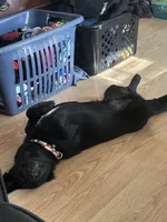 Goose (FREE), a male Dachshund and Labrador Retriever for sale in Browns, IL – Photo 4 of 4