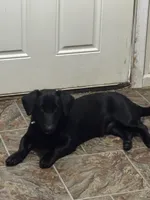 Goose (FREE), a male Dachshund and Labrador Retriever for sale in Browns, IL – Photo 2 of 4