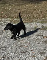 Goose (FREE), a male Dachshund and Labrador Retriever for sale in Browns, IL – Photo 1 of 4