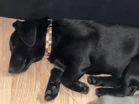 Goose (FREE), a male Dachshund and Labrador Retriever for sale in Browns, IL – Photo 3 of 4