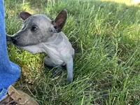 Xochitl , a female Xoloitzcuintli for sale in Sacramento, CA – 6 of 7