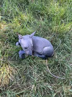 Cuauhtemoc, a male Xoloitzcuintli for sale in Sacramento, CA – 8 of 8