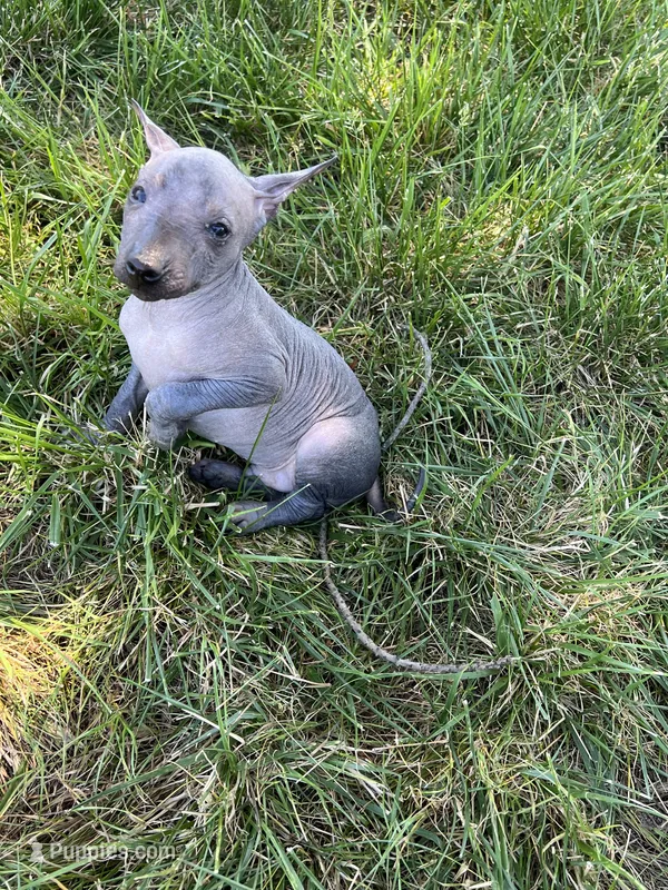 Cuauhtemoc – Xoloitzcuintli puppy for sale in Sacramento, CA