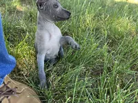 Xochitl , a female Xoloitzcuintli for sale in Sacramento, CA – 2 of 7