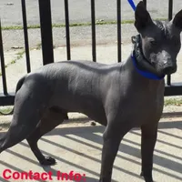 Xochitl , a female Xoloitzcuintli for sale in Sacramento, CA – 3 of 7