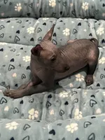 Cuauhtemoc, a male Xoloitzcuintli for sale in Sacramento, CA – 3 of 8