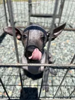 Xochitl , a female Xoloitzcuintli for sale in Sacramento, CA – 5 of 7