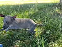 Xochitl , a female Xoloitzcuintli for sale in Sacramento, CA – 7 of 7