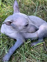 Cuauhtemoc, a male Xoloitzcuintli for sale in Sacramento, CA – 5 of 8