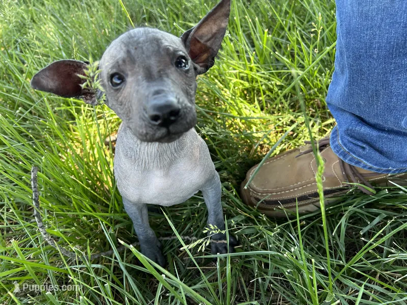 Xochitl  – Xoloitzcuintli puppy for sale in Sacramento, CA