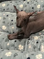 Cuauhtemoc, a male Xoloitzcuintli for sale in Sacramento, CA – 7 of 8