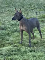 Xochitl , a female Xoloitzcuintli for sale in Sacramento, CA – 4 of 7
