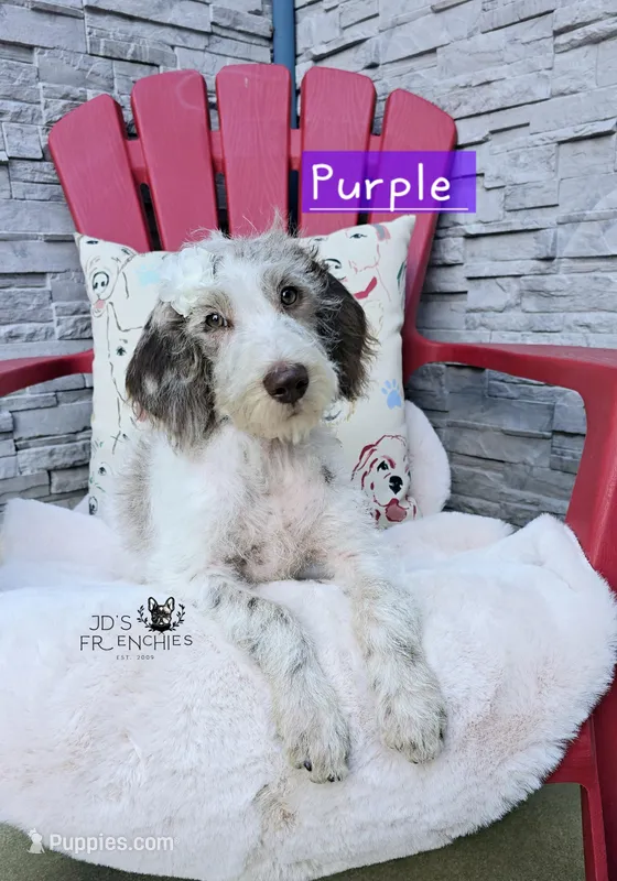 Griffondoodle: Purple Female