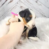 S'Mores, a female Miniature Bernedoodle and Miniature Aussiedoodle for sale in Grand Rapids, MI – Photo 5 of 10