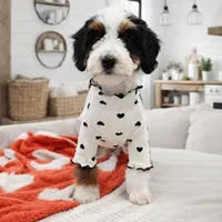 S'Mores, a female Miniature Bernedoodle and Miniature Aussiedoodle for sale in Grand Rapids, MI – Photo 9 of 10