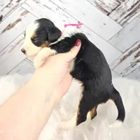 S'Mores, a female Miniature Bernedoodle and Miniature Aussiedoodle for sale in Grand Rapids, MI – Photo 3 of 10