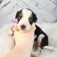S'Mores, a female Miniature Bernedoodle and Miniature Aussiedoodle for sale in Grand Rapids, MI – Photo 4 of 10