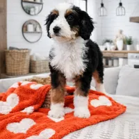 S'Mores, a female Miniature Bernedoodle and Miniature Aussiedoodle for sale in Grand Rapids, MI – Photo 10 of 10