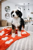 processed/1359d0c6-9e36-434a-a6be-056c10572152/listing/1d5d6e2e-d510-4999-9f01-1b3baeb7c056/bc29c3ad-6315-4384-b7fc-2a8499aea2de