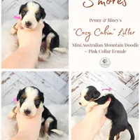 S'Mores, a female Miniature Bernedoodle and Miniature Aussiedoodle for sale in Grand Rapids, MI – Photo 2 of 10